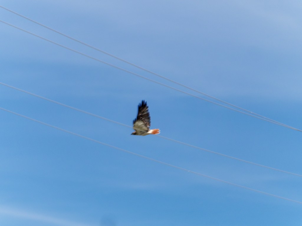 A large hawk (or maybe an eagle) flies away against a blue sky.